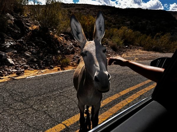 Foto do burrinho em Oatman, AZ