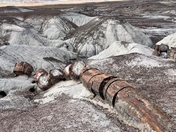 Um tronco de árvore fossilizada a milhões de anos na Petrified Forest National Park